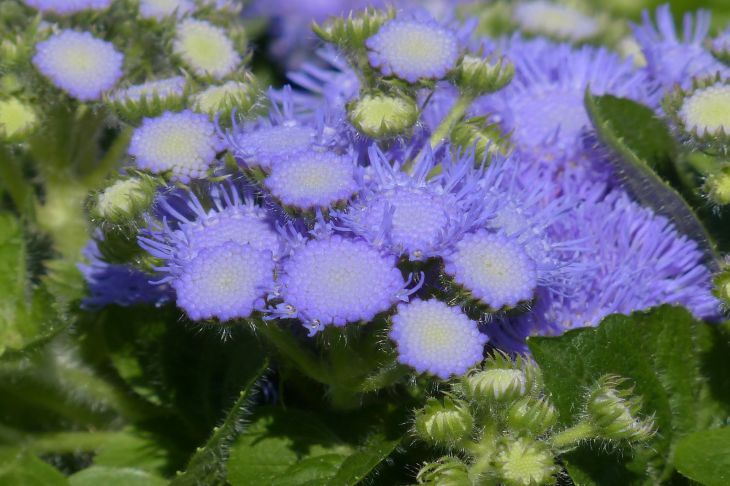 Ageratum