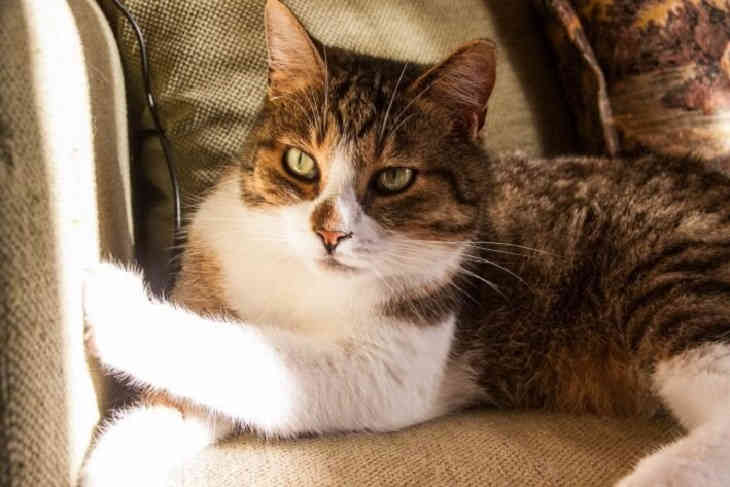 Macska
