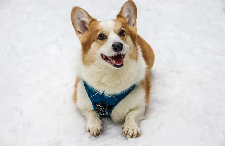 corgi