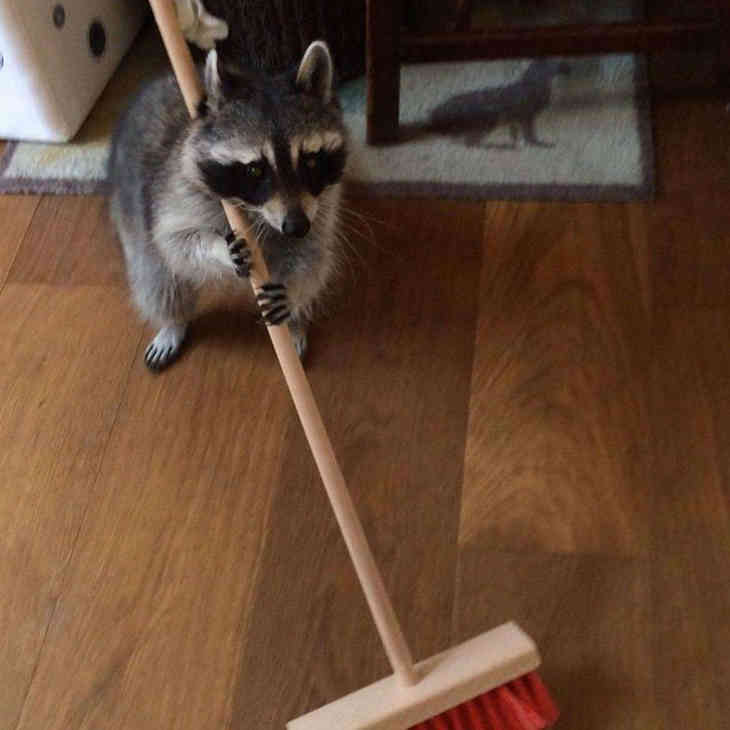 Mindenki iPhone-t akar, de én egy RACCOON-t!