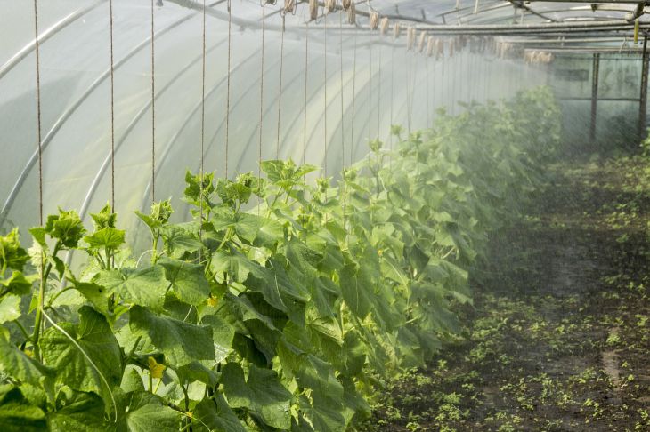 Uborka, paprika és egyéb zöldségek öntözése: kertész szabályok