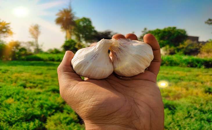 Hogyan tegyünk kedvünkre a fokhagymát, hogy a fejek almaméretűre nőjenek: egyszerű trükkök