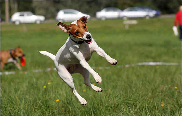 Mozi és vadászsztár - Jack Russell Terrier 