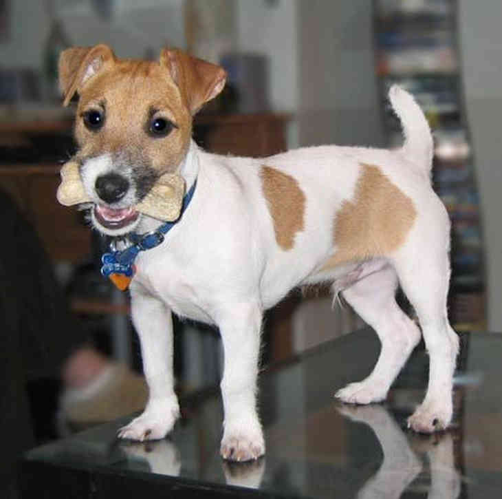Mozi és vadászsztár - Jack Russell Terrier 