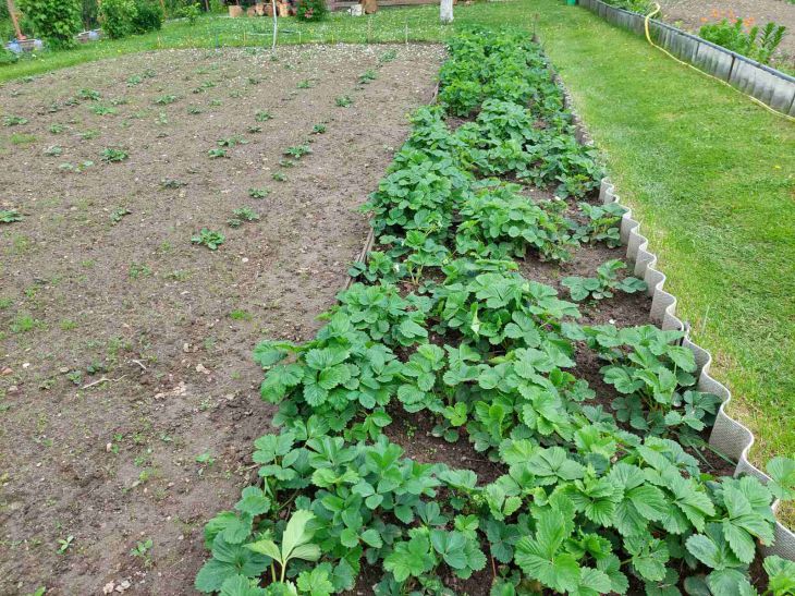 Veteményes kert Eper