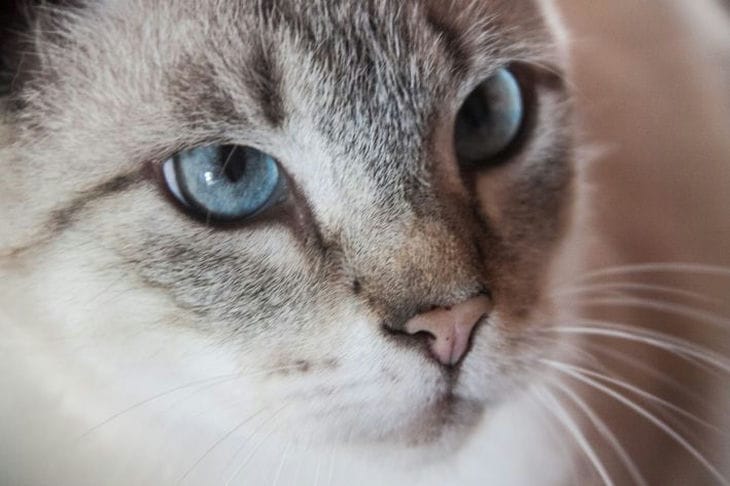 Macska