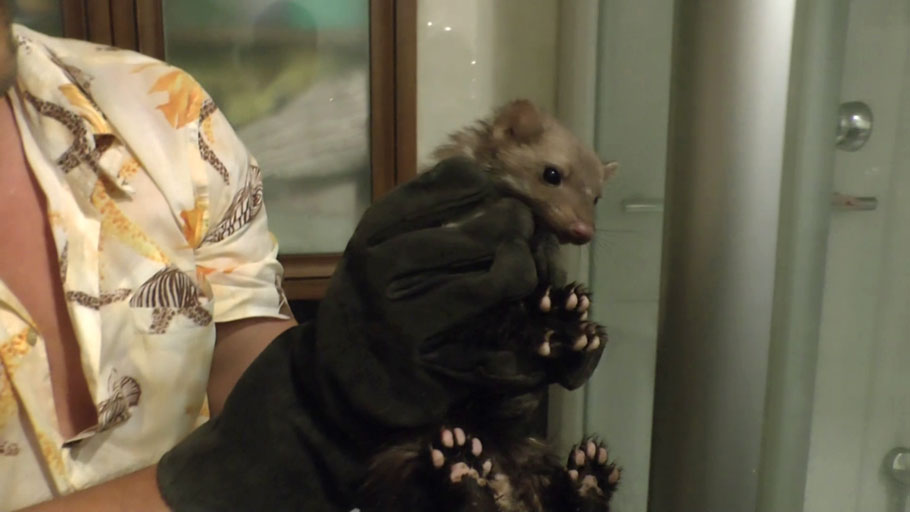 Ukrajnában egy nyest kimászott a vécéből, és megijesztett egy gyereket