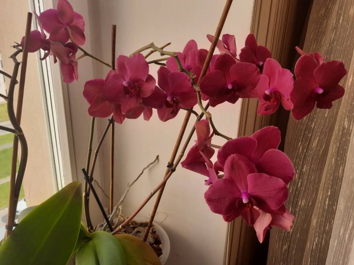 Orchidea