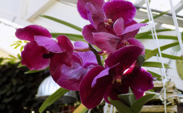 Orchidea