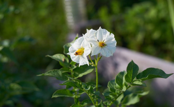 Mi a teendő a virágzás után kialakult burgonyabogyóval: a tapasztalatlan kertészek hibái