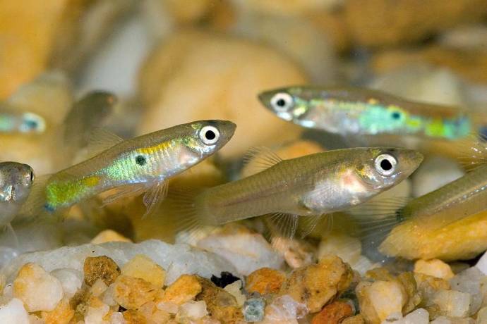 A nőstény guppi halak még elhullott hímek segítségével is szaporodnak