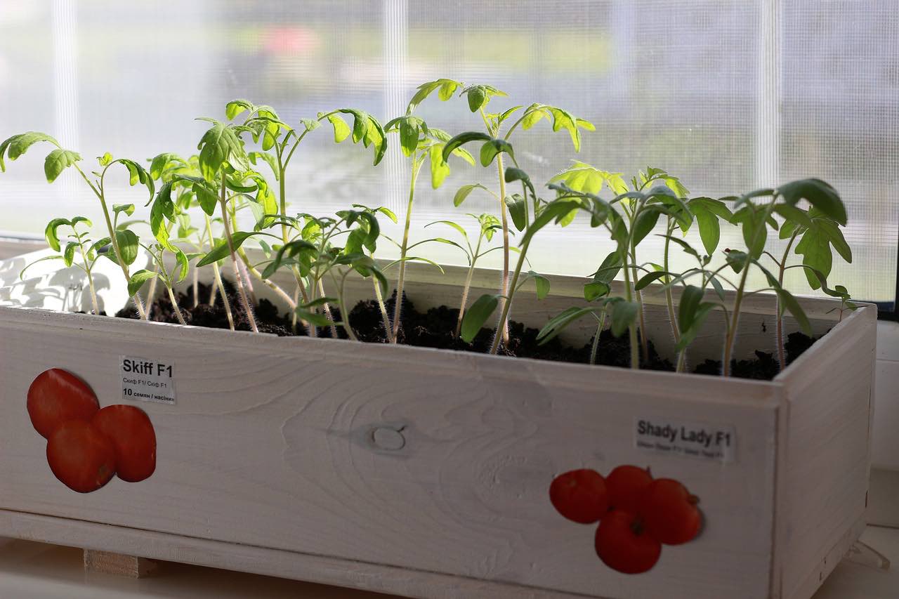 Hogyan segít a jód gazdag paprika- és paradicsomtermésben: néhány titok