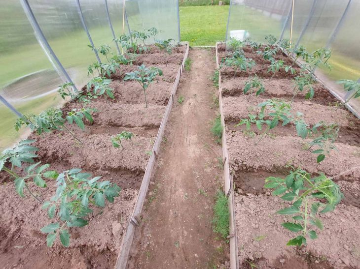 Paradicsom üvegházban