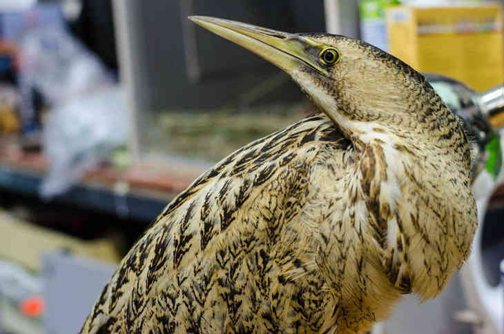 A keserű nem olyan ijesztő, mint ahogy viccelnek vele