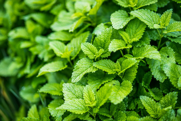 3 tea, amelyet röviddel lefekvés előtt ajánlott inni