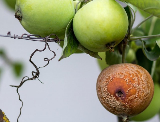 Ha az alma rohad a fán: egy egyszerű módszer örökre megszabadul a problémától