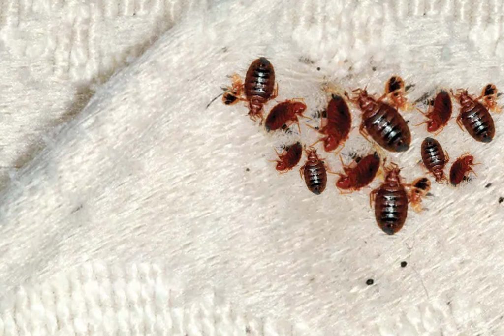 A konyhai alapanyag, amely gyorsan megszabadít az ágyi poloskától. Mit tegyen a ház sarkaiba és az ablakokra