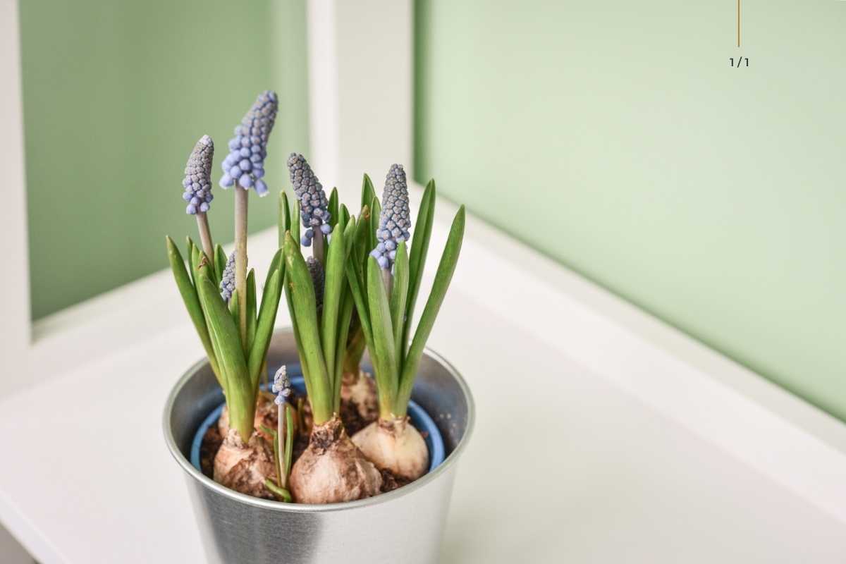 muscari izzók