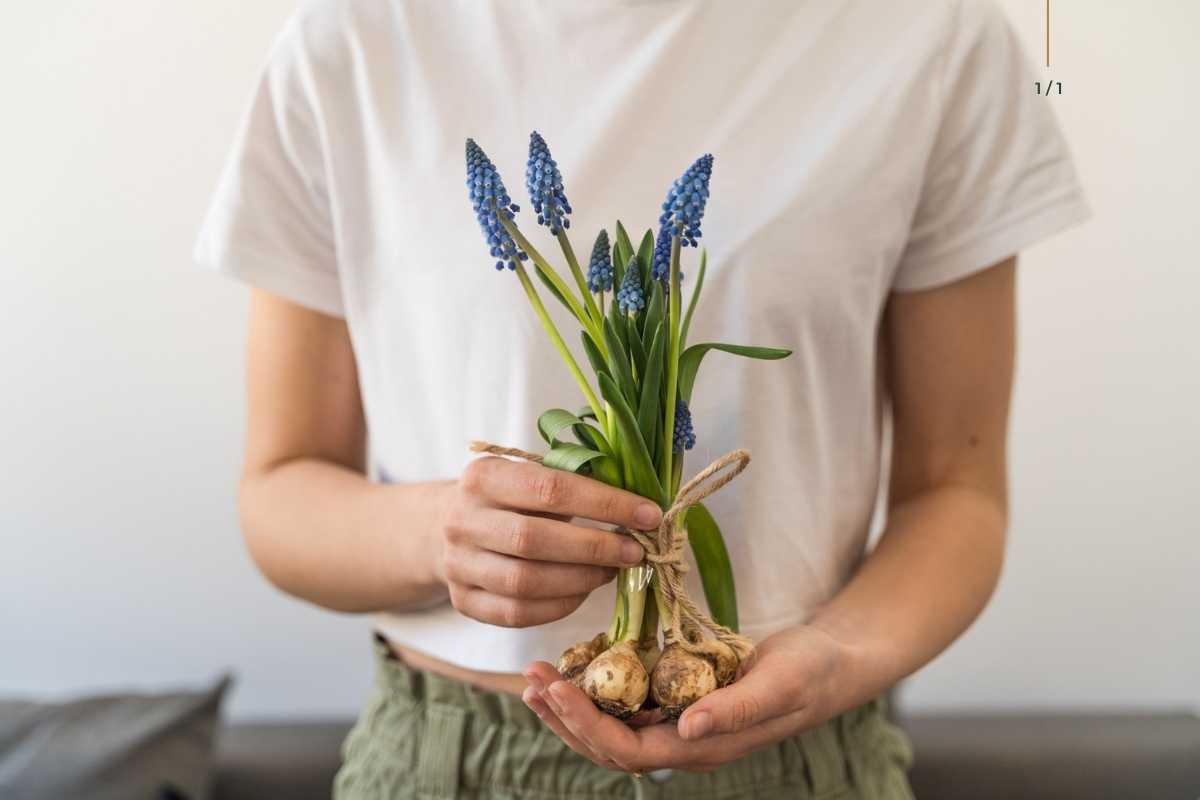 muscari izzók