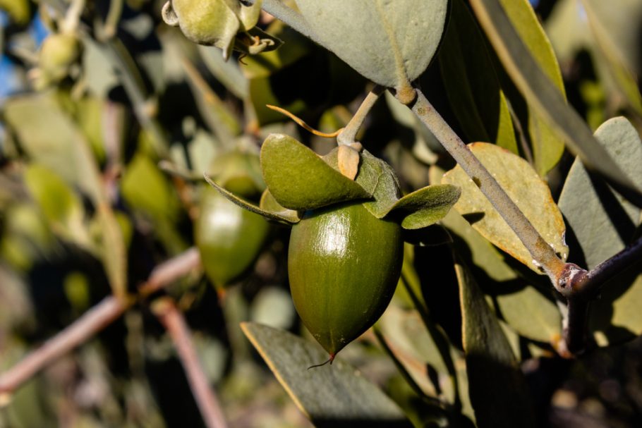 jojoba