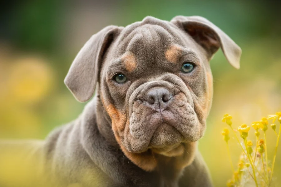 buldog