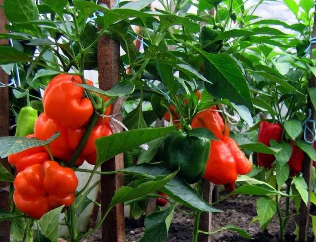 Egy egyszerű etetéssel nagy és édes lesz a paprika: mi köze hozzá a csalánnak?