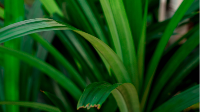 Pandan Leaves (unsplash/redicul pic)