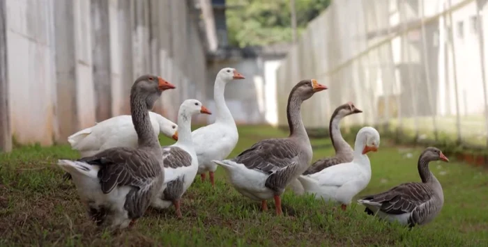 A Santa Cantarina börtönben járőröző libacsapat
