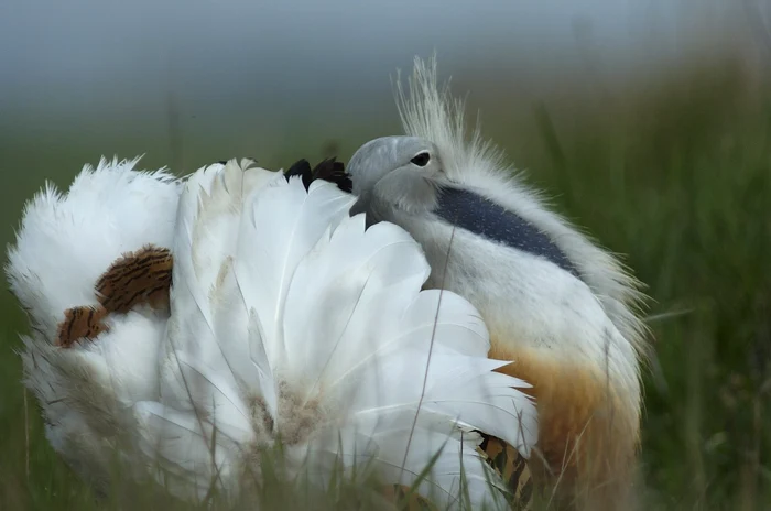 Dropia, ism&eacute;t Rom&aacute;ni&aacute;ban