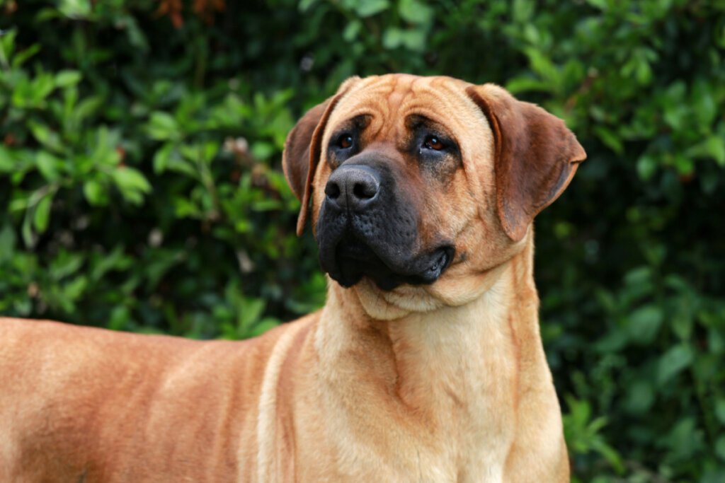 A boxer kutyák nagyon élénkek (Kép: acceptphoto | Shutterstock)