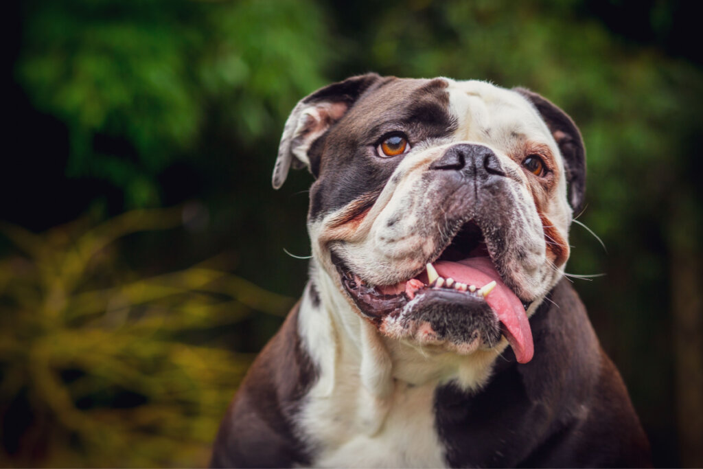Bár lustának tűnnek, az angol bulldog kutyák szeretnek játszani (Kép: Laurent Renault | Shutterstock)