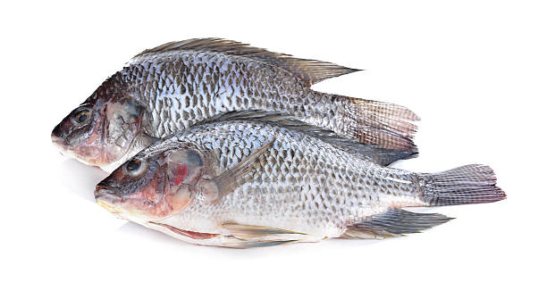 Tilapia Fish (unplash/randy Jones)