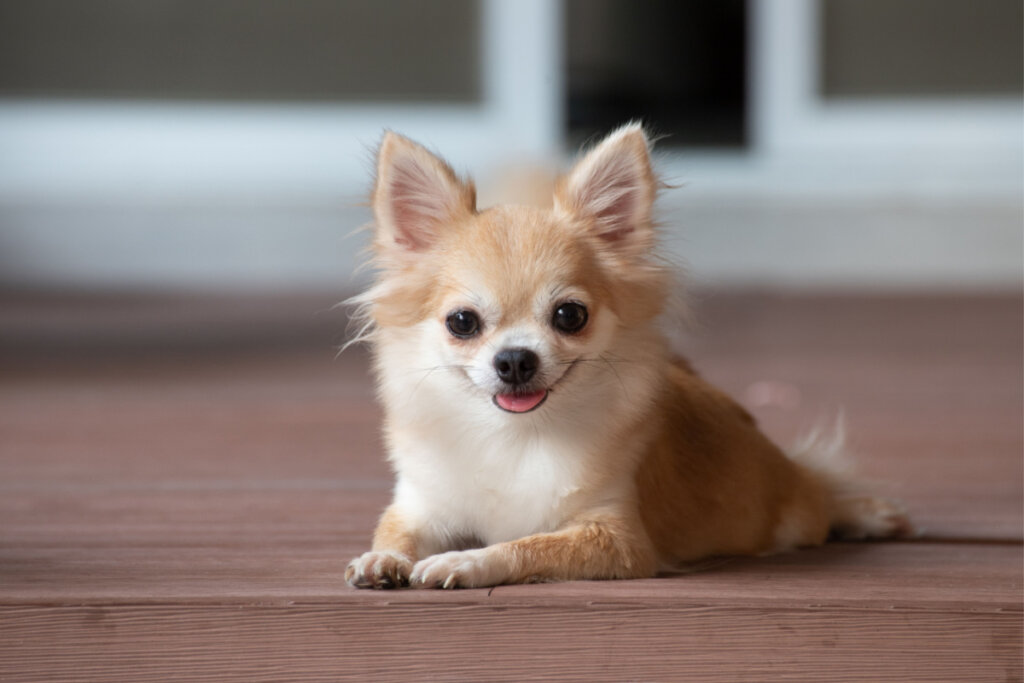 A chihuahuák intenzív hűsége védekezésként ugatásra késztetheti őket (Kép: Ratchat | Shutterstock)