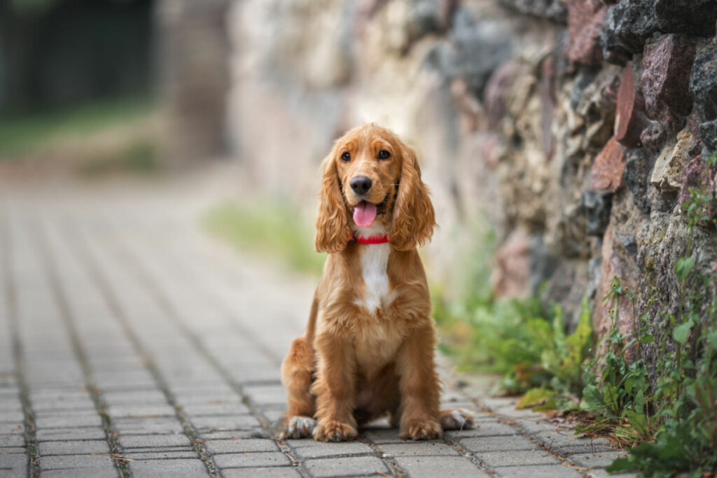 A cocker spániel kutyák boldogok és játékosak (Kép: otsphoto | Shutterstock)