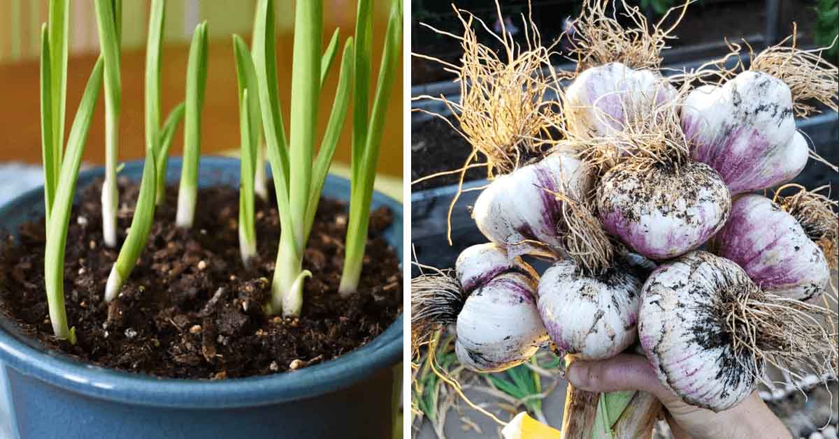 Hogyan neveljünk fokhagymát, hogy végtelen mennyiségben legyen otthon?