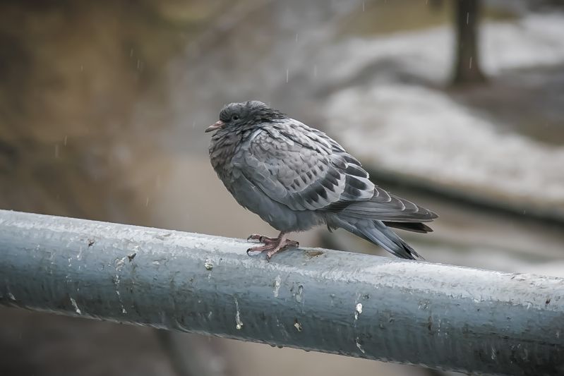 Miért üti be a madár az ablakot: a fő okok és mit kell tenni Galamb
