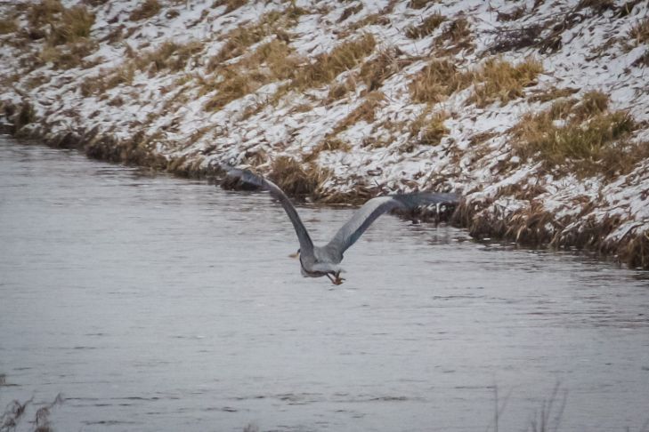 Az előrejelzők elmondták, mit tartogat az időjárás a fehéroroszok számára ezen a vasárnapon madár