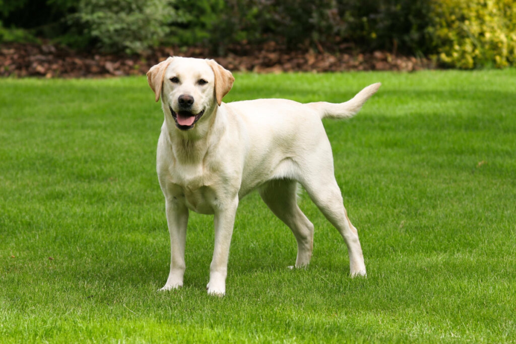 A labradoroknak sűrű, de rövid, vízálló szőrzete van, amely nem tart vissza annyi hőt (Kép: Radomir Rezny | Shutterstock)