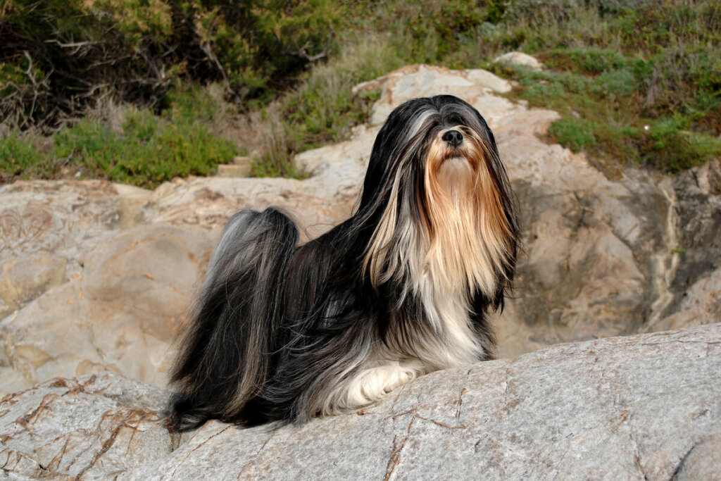 A Lhasa Apso sűrű szőrzete nem engedi, hogy a hő könnyen behatoljon a bőrbe (Kép: Ricantimages | Shutterstock)