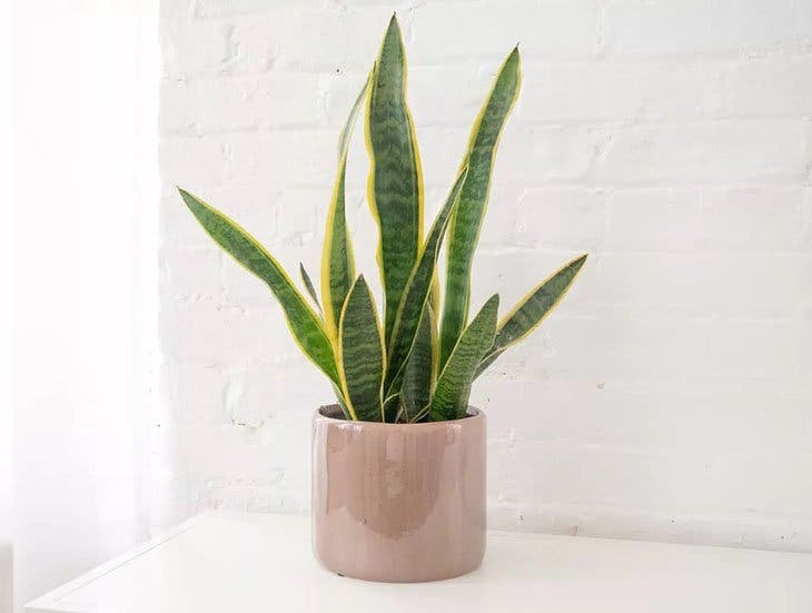 A sansevieria - forrás: spm
