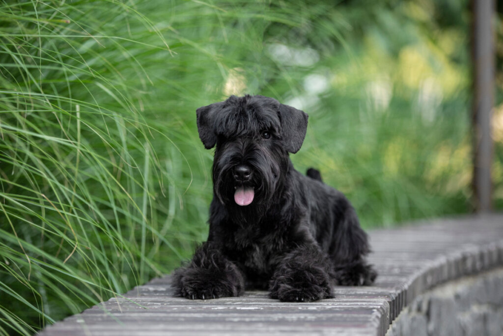Területi jellegükből adódóan a schnauzerek zajosak lehetnek (Kép: Svitlana Diuba | Shutterstock)