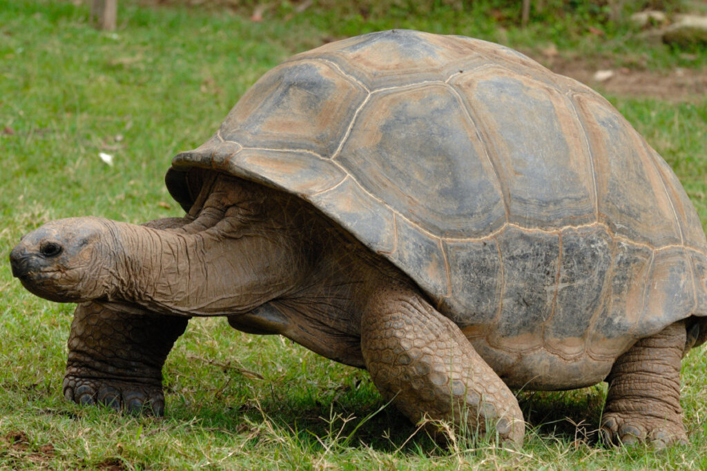 Az óriás galápagosi teknősök a Galápagos-szigeteken, egy vulkáni eredetű szigetcsoporton honosak Ecuador partjainál (Kép: VladSer | Shutterstock)
