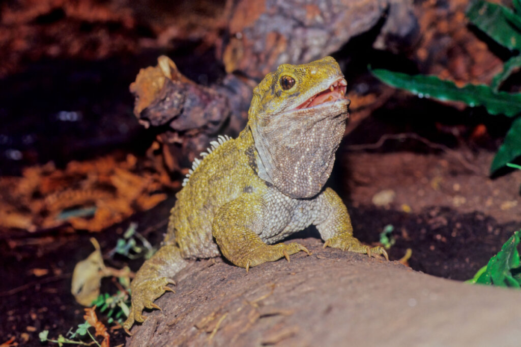 A tuatarának pikkelyes bőre és tüskés gerincei vannak a háta mentén (Kép: Roberto Dani | Shutterstock)