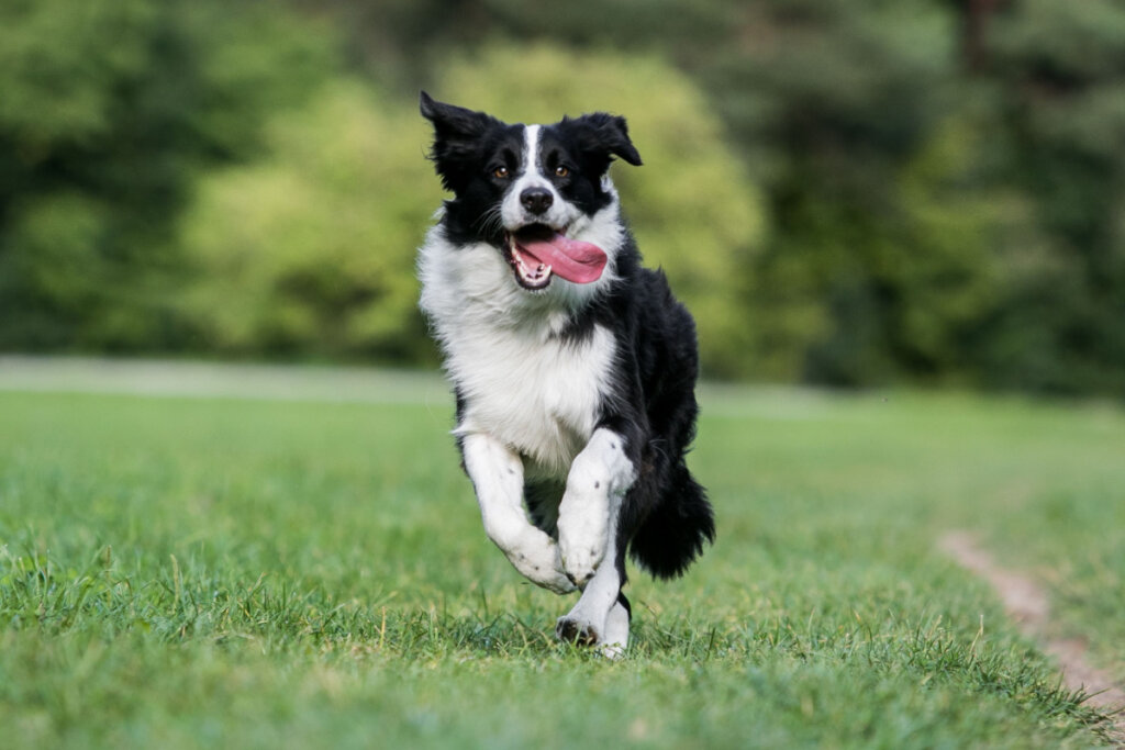 A border collie kutyák intelligenciájukról és végtelen energiájukról ismertek (Kép: Aneta Jungerova | Shutterstock)
