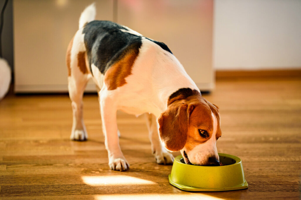 A beagle kutyák barátságosak és szeretnek játszani (Kép: Przemek Iciak | Shutterstock)