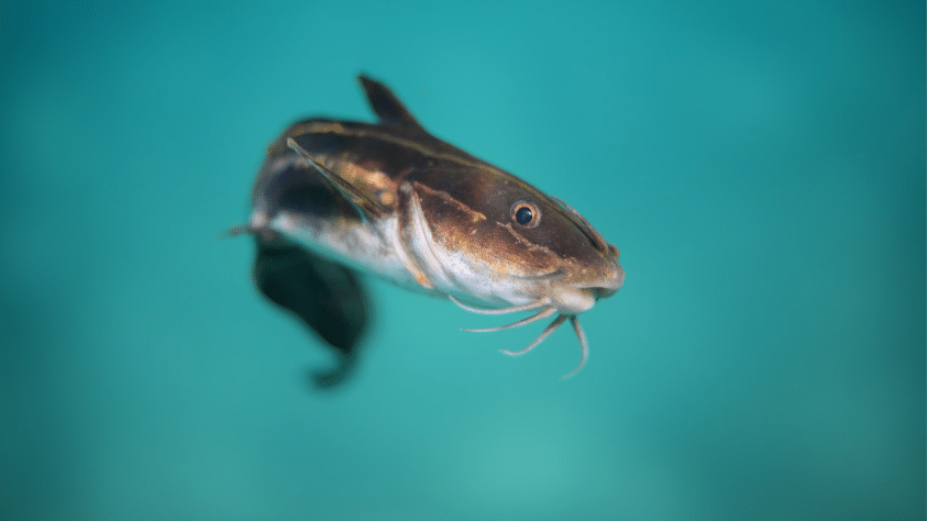 Lele (feloldó/akaratforgató)