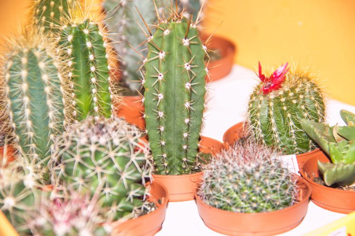 6 dolog, amit nem szabad télen hazavinni: vonzza a kudarcokat és a bajokat kaktuszok