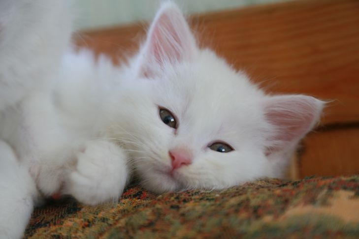 Mit ne etessenek cicákat: ezek az ételek veszélyesek cica