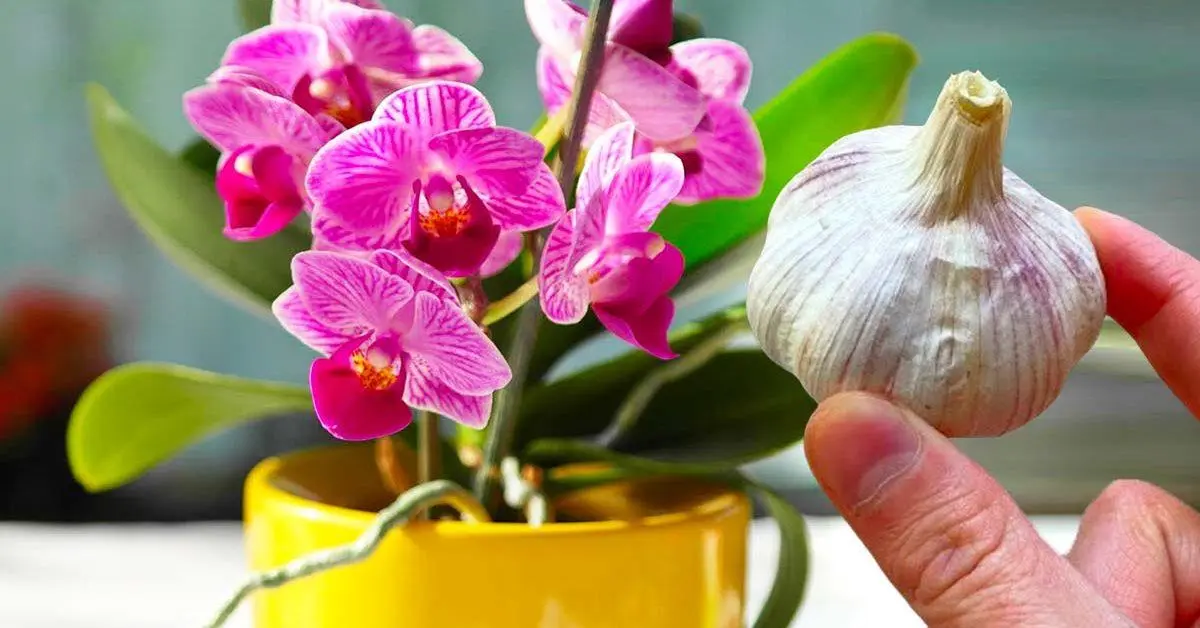Miért okos fokhagymát tenni az orchideákra?