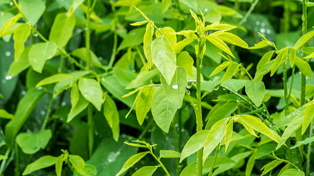 Katuk levelek (unsplash/zhang jiang wei)